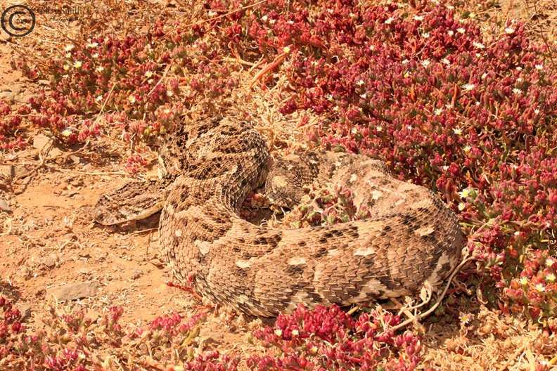 Puff Adder - Bitis arietans-954130744.jpg